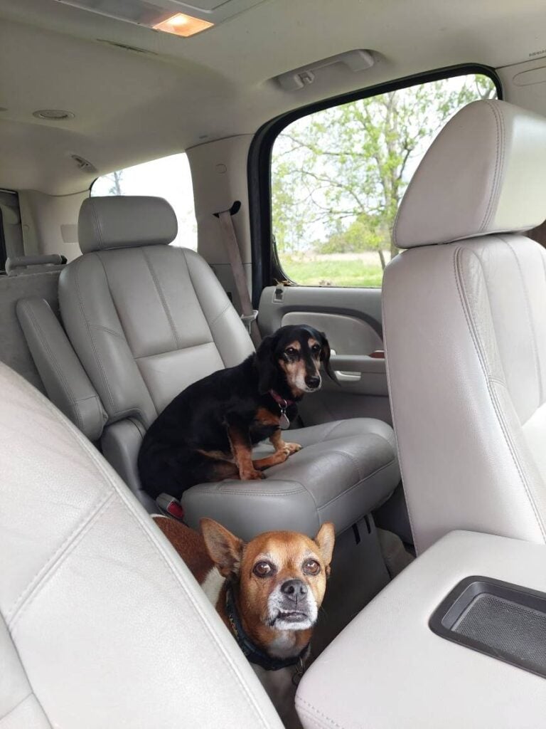 Bob, a disabled dog, seated at the backseat of a car for a short travel adventure