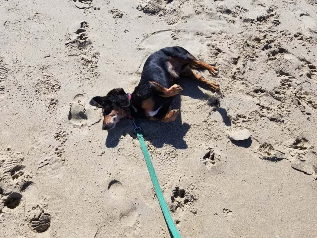 Bob, a disabled dog, having afun time rolling in the sand on a beach