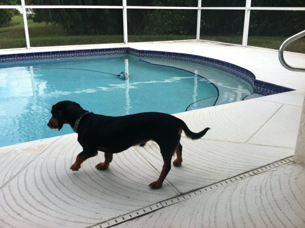 A disabled dog enjoys traveling and staying in resorts with his pet parents.