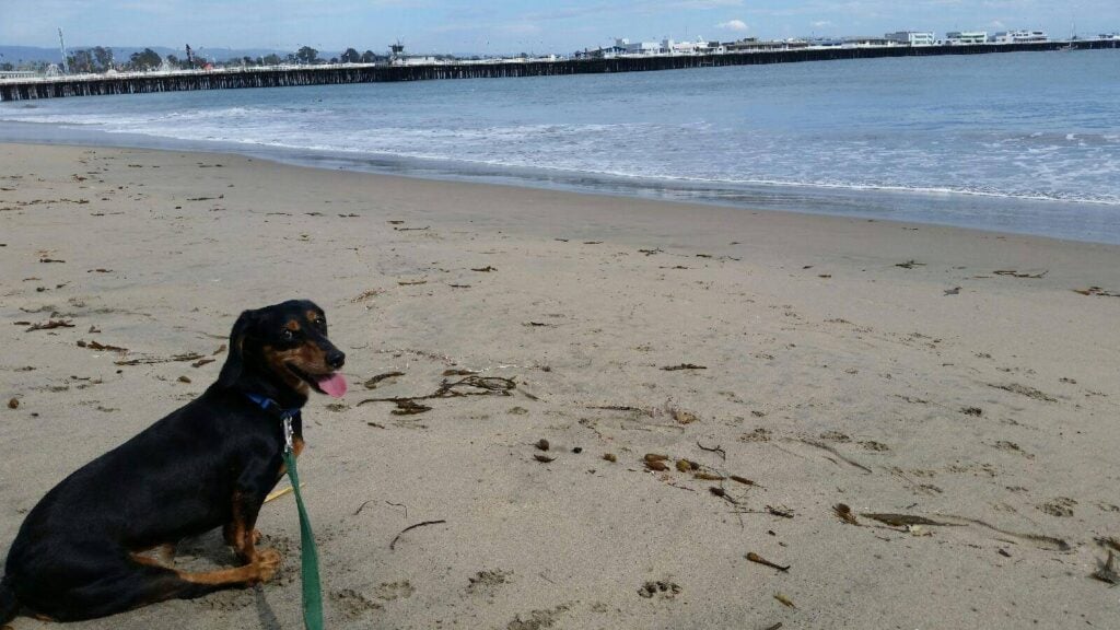 A disabled dog by the name Bob enjoying a beach vacation.