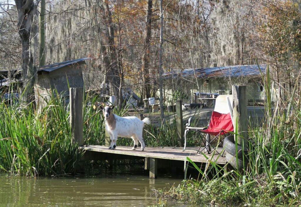 Spotting a goat on a Louisiana Swamp Tour in New Orleans