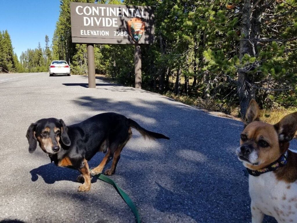 A disabled dog, who loves traveling,  joins his family on a hiking trip