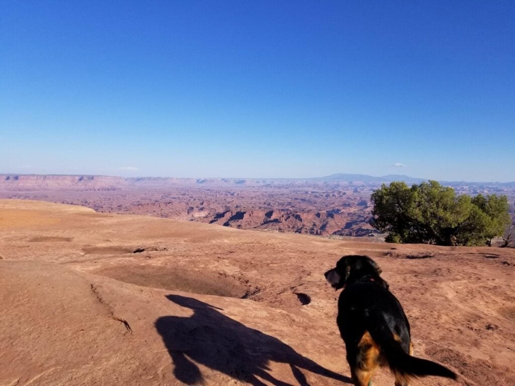 Bob, a disabled dog hikes up a mountain with resilience on a family trip.