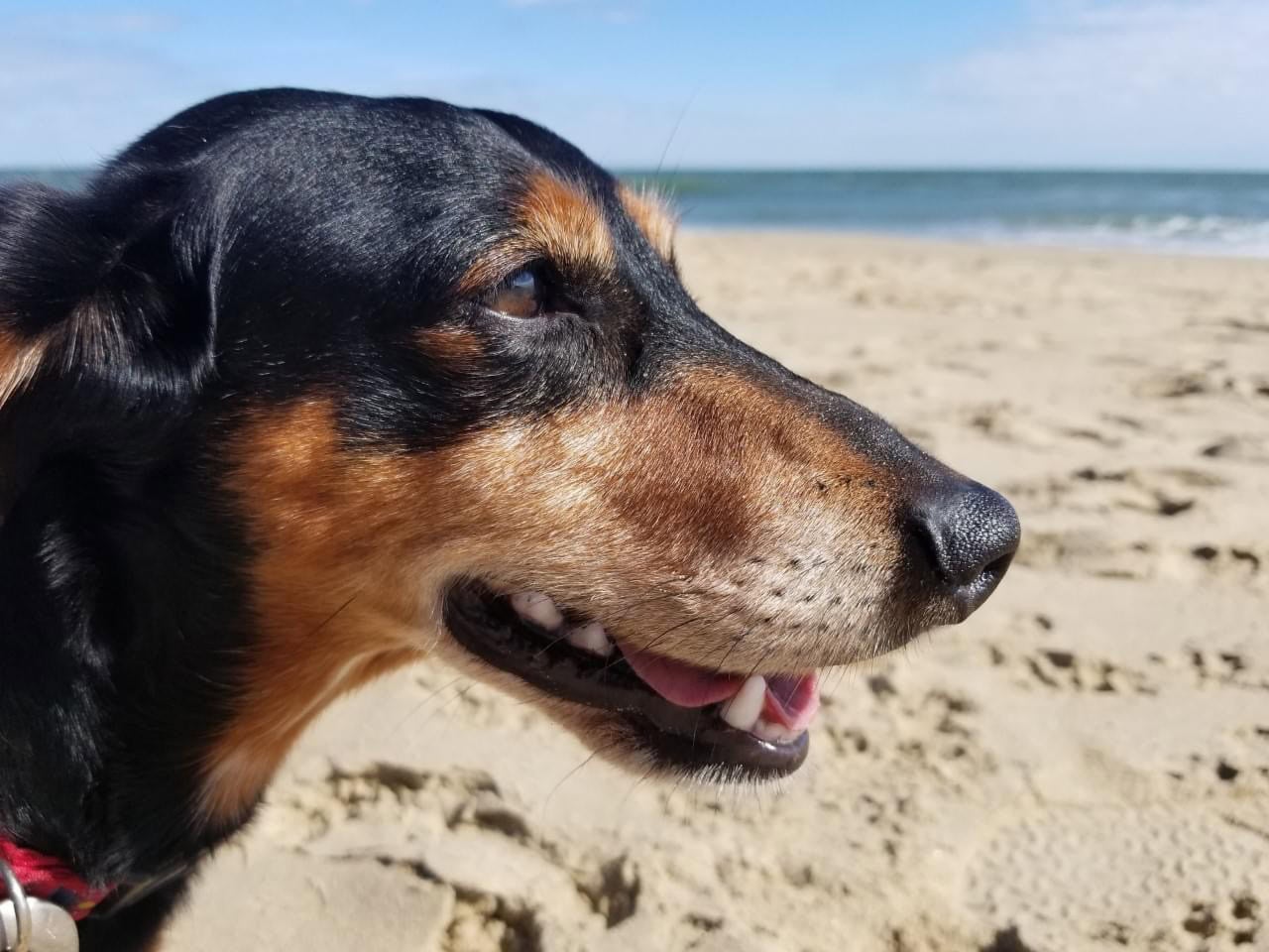 What My Dog Taught Me About Travel and Resilience