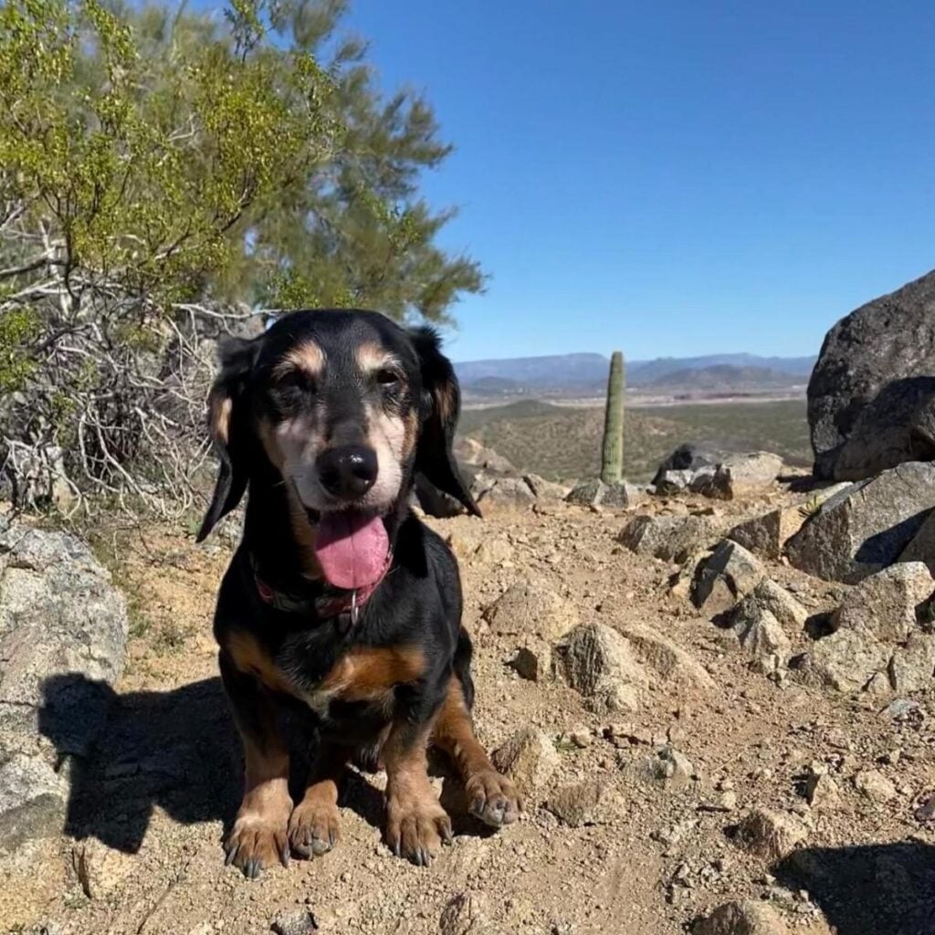 Bob, the disabled dog, traveled despite metal supports for hind legs after an accident.