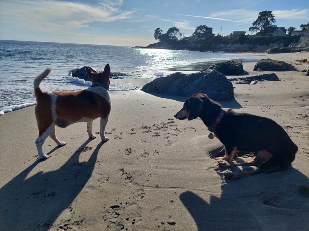 Bob a disabled dog shared many travel adventures with his dog friend, Poppy.